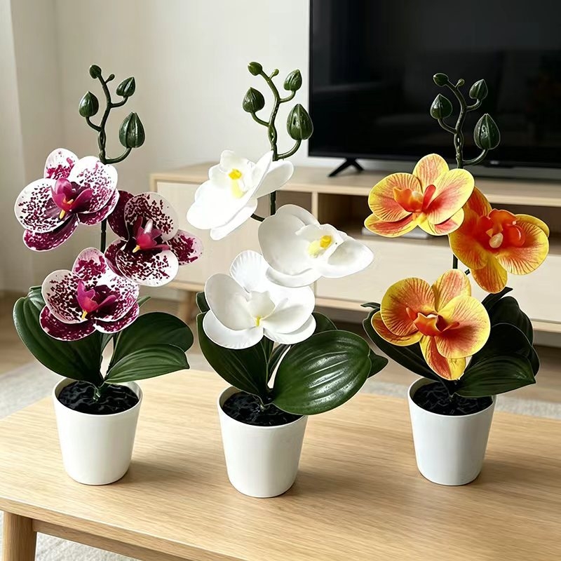 Badminton Live - Mini Butterfly Orchid Potted Plant with