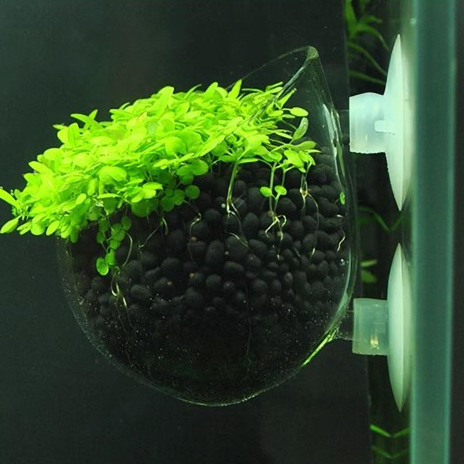 Aquarium Plant Holder Glass Aq - Badminton Live 评论和价格