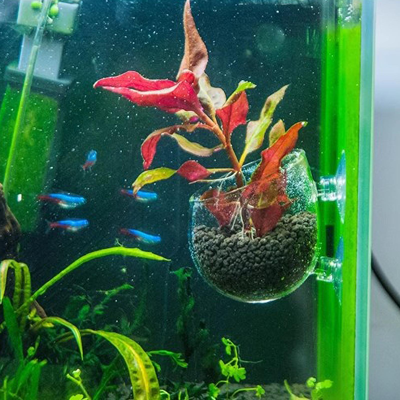 Aquarium Plant Holder Glass Aq - Badminton Live 评论和价格