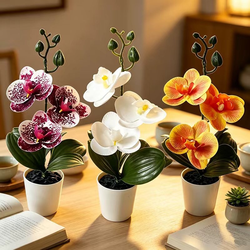Mini Butterfly Orchid Potted P - Badminton Live 评论和价格