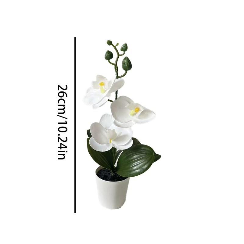 Mini Butterfly Orchid Potted P - Badminton Live 评论和价格